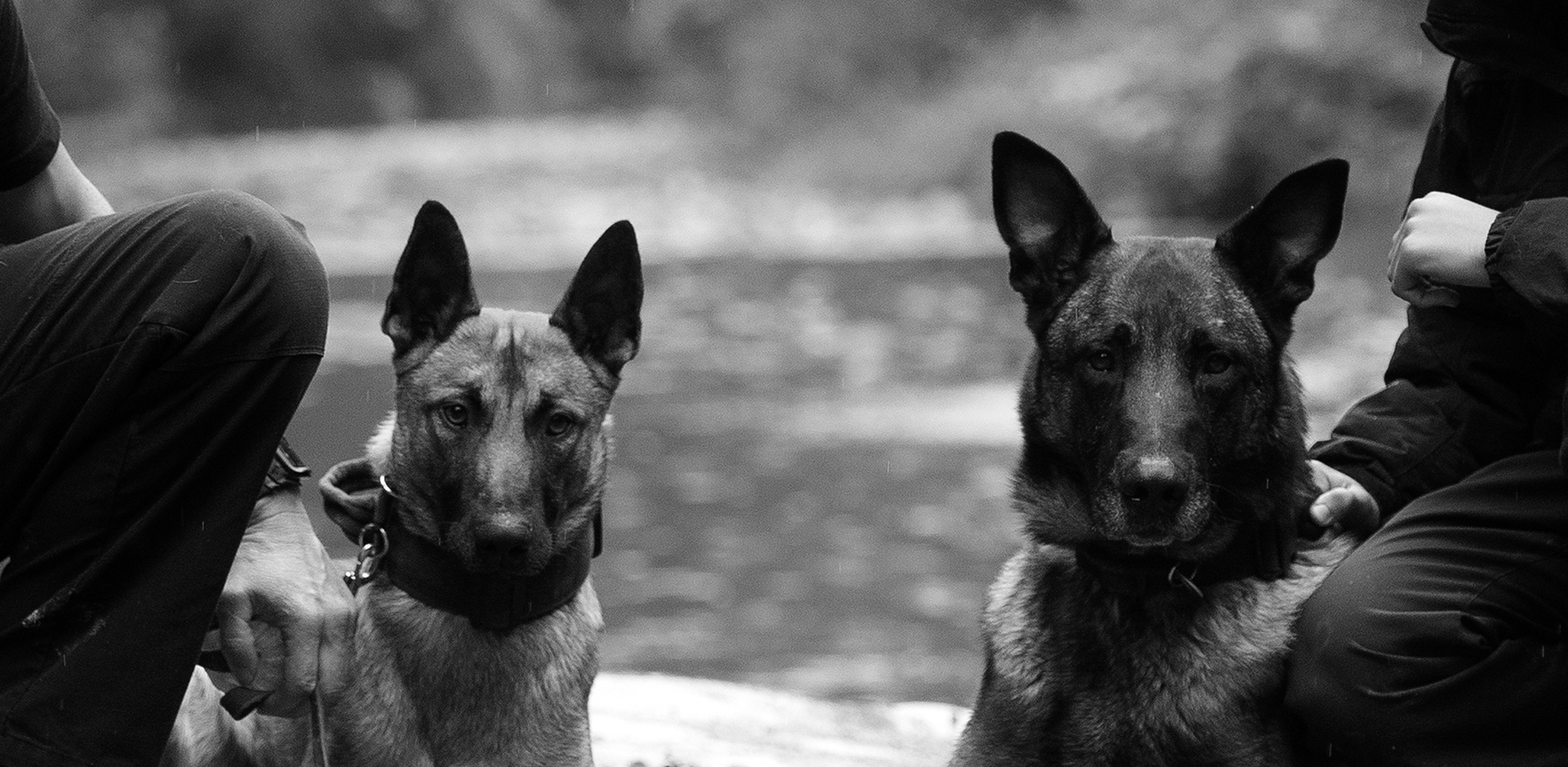 Berner Hunde Security GmbH